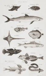 Verschiedene Arten von Fischen